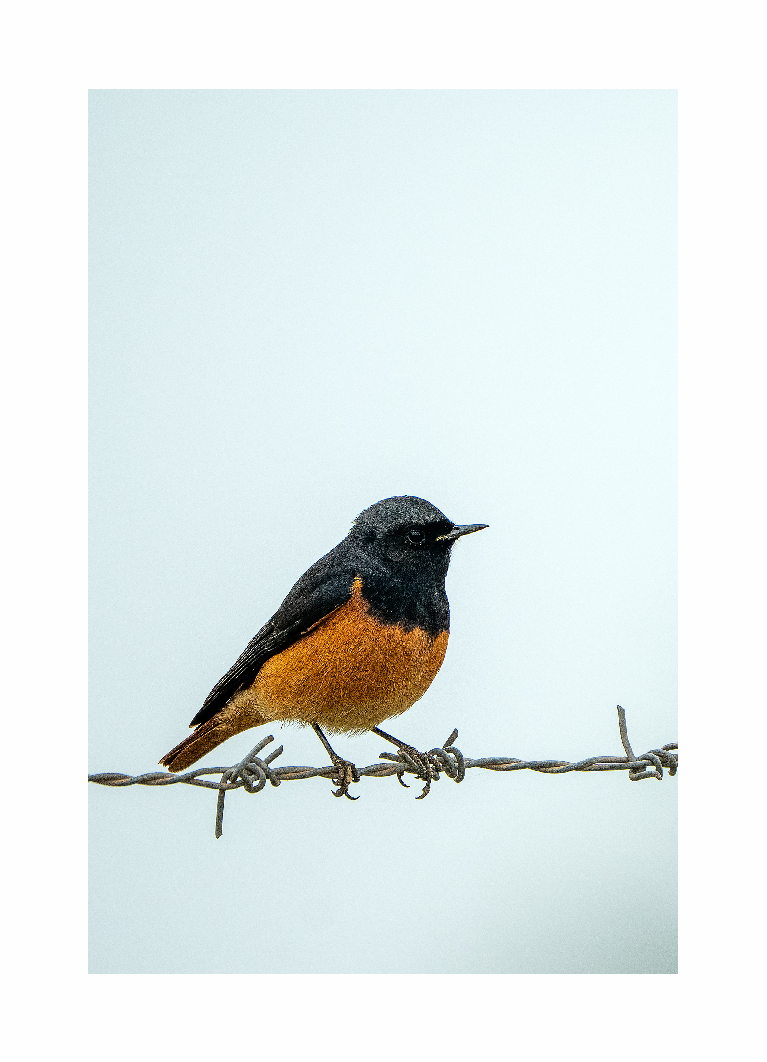 BPCL - Bina Biodiversity Study 10